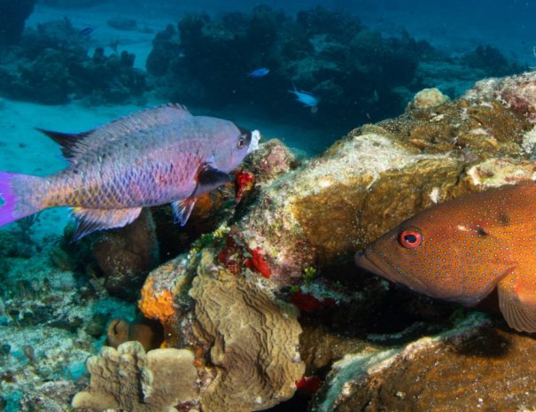 2021_Cozumel day 2--3